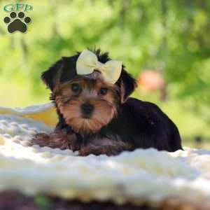 Miley, Yorkie Puppy